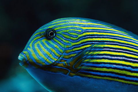 Cairns Aquarium By Twilight With 3-Course Dinner - Port Augusta Accommodation 5