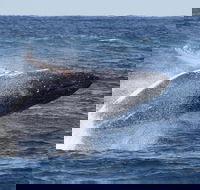 Whale Watching by Sea World Cruises - Port Augusta Accommodation