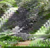 Private Daintree and Cape Tribulation Tour from Port Douglas - Port Augusta Accommodation