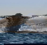 Sydney Whale-Watching Cruise Including Lunch or Breakfast