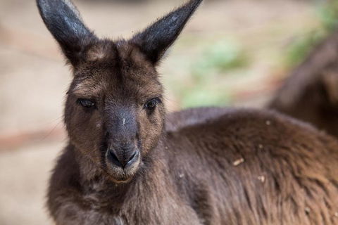 Australian Wildlife Tour At Melbourne Zoo Ticket - Port Augusta Accommodation 0