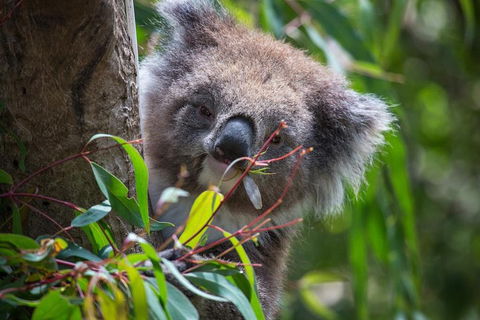 Australian Wildlife Tour At Melbourne Zoo Ticket - Port Augusta Accommodation 1