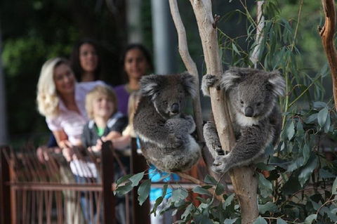 Australian Wildlife Tour At Melbourne Zoo Ticket - Port Augusta Accommodation 2