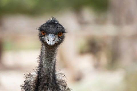 Australian Wildlife Tour At Melbourne Zoo Ticket - Port Augusta Accommodation 3