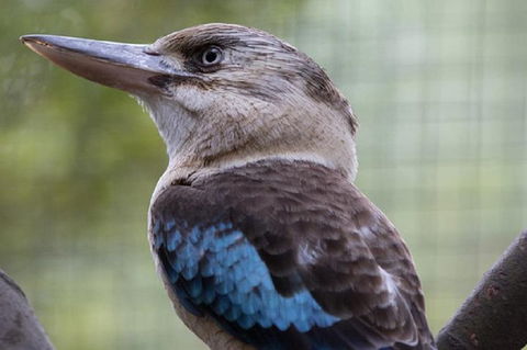Australian Wildlife Tour At Melbourne Zoo Ticket - Port Augusta Accommodation 4