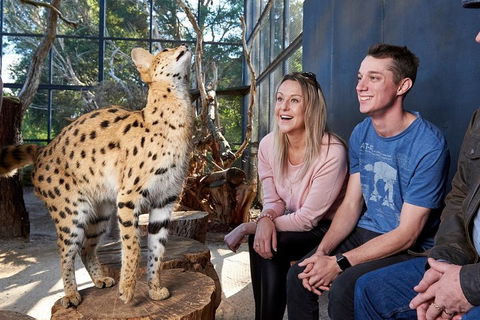 African Cat Encounter At Werribee Open Range Zoo - Port Augusta Accommodation 0