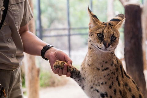 African Cat Encounter At Werribee Open Range Zoo - Port Augusta Accommodation 1