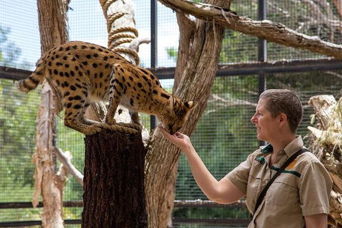 African Cat Encounter At Werribee Open Range Zoo - Port Augusta Accommodation 2
