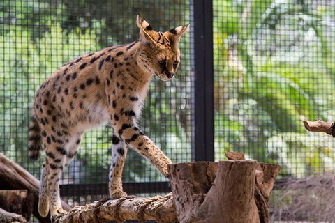 African Cat Encounter At Werribee Open Range Zoo - Port Augusta Accommodation 3