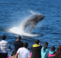 Tangalooma Island Resort Whale Watching Day Cruise - Port Augusta Accommodation