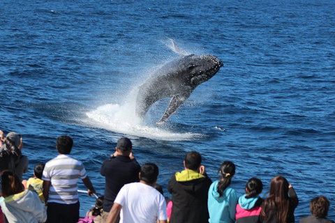 Tangalooma Island Resort Whale Watching Day Cruise With Dolphin Viewing - Port Augusta Accommodation 1