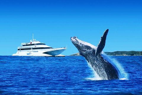 Tangalooma Island Resort Whale Watching Day Cruise With Dolphin Viewing - Port Augusta Accommodation 2