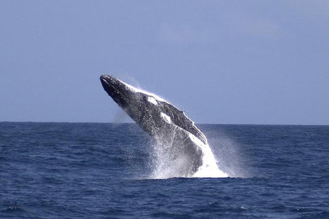 Tangalooma Island Resort Whale Watching Day Cruise With Dolphin Viewing - Port Augusta Accommodation 4