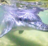 Tangalooma Island Resort Whale Watching Day Cruise with Dolphin Feeding - Port Augusta Accommodation