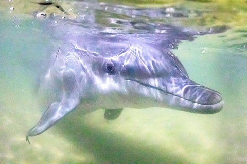 Tangalooma Island Resort Whale Watching Day Cruise With Dolphin Feeding - Port Augusta Accommodation 0