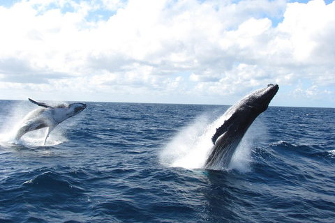 Tangalooma Island Resort Whale Watching Day Cruise With Dolphin Feeding - Port Augusta Accommodation 1