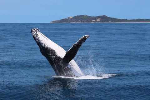Tangalooma Island Resort Whale Watching Day Cruise With Dolphin Feeding - Port Augusta Accommodation 3