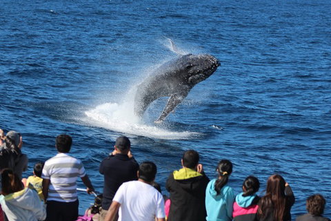 Tangalooma Island Resort Whale Watching Day Cruise With Dolphin Feeding - Port Augusta Accommodation 5