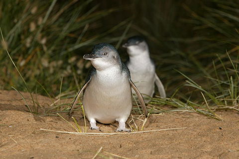 Phillip Island Penguin And Koala Highlights Day-Trip From Melbourne - Port Augusta Accommodation 3