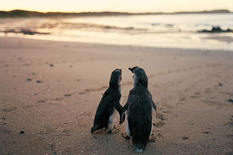 Phillip Island Penguin And Koala Highlights Day-Trip From Melbourne - Port Augusta Accommodation 4
