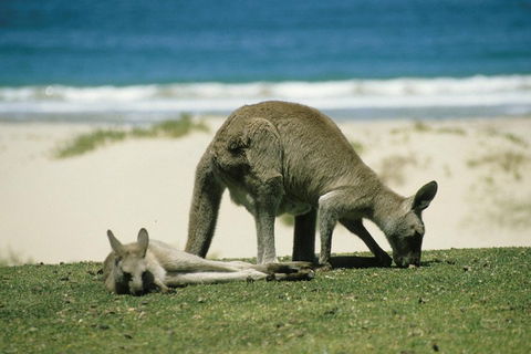 Great Ocean Road Highlights Tour - 2 Days, 1 Night - Port Augusta Accommodation 2