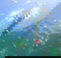 Manly Snorkel Trip and Nature Walk with Local Guide