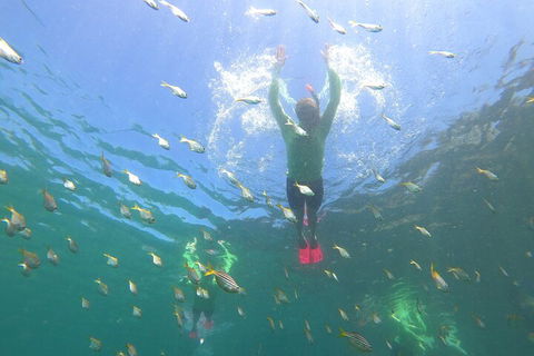 Manly Snorkel Trip And Nature Walk With Local Guide - Port Augusta Accommodation 0