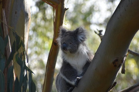 Healesville Sanctuary And Phillip Island Wildlife Bus Tour - Port Augusta Accommodation 0