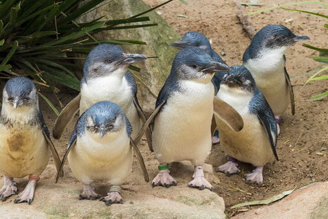 Healesville Sanctuary And Phillip Island Wildlife Bus Tour - Port Augusta Accommodation 2