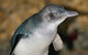Healesville Sanctuary And Phillip Island Wildlife Bus Tour - thumb 4