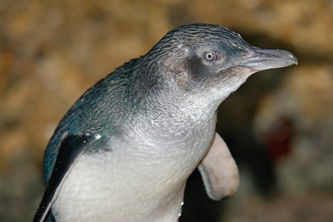 Healesville Sanctuary And Phillip Island Wildlife Bus Tour - Port Augusta Accommodation 4