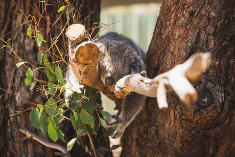 Phillip Island Medium Size Group Tour - Port Augusta Accommodation 1