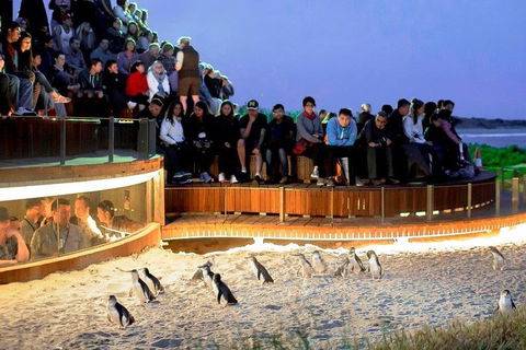 Phillip Island Medium Size Group Tour - Port Augusta Accommodation 3