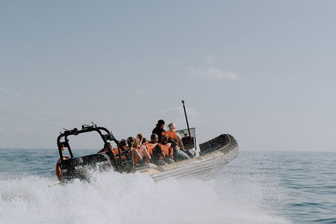 Adventure Whale Watching Tour Mooloolaba - Port Augusta Accommodation 0