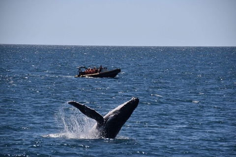 Adventure Whale Watching Tour Mooloolaba - Port Augusta Accommodation 1