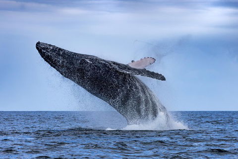 Adventure Whale Watching Tour Mooloolaba - Port Augusta Accommodation 2