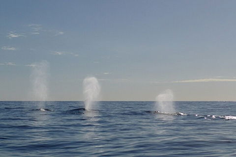 Adventure Whale Watching Tour Mooloolaba - Port Augusta Accommodation 3