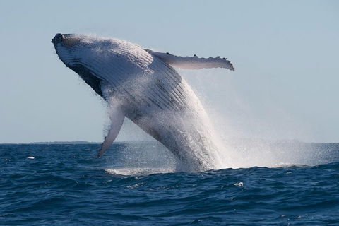 Adventure Whale Watching Tour Mooloolaba - Port Augusta Accommodation 5
