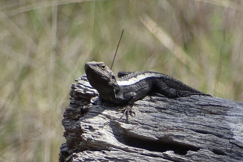 Inside The Greater Blue Mountains World Heritage - A Private Wildlife Safari Overnight - Port Augusta Accommodation 2