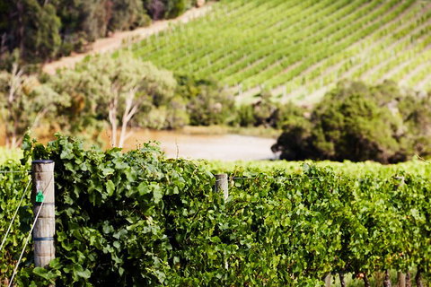 Yarra Valley Premium Tour Inc Lunch And Cheese, Chocolate Fondue At Rochford - Port Augusta Accommodation 5