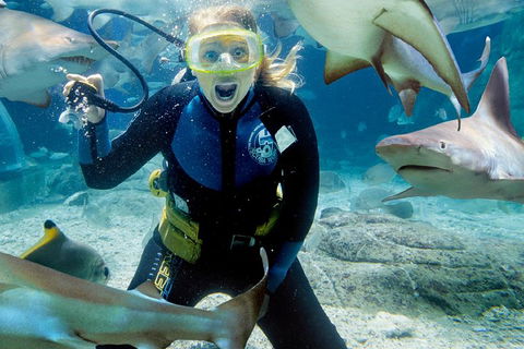 Shark Dive Experience At SEA LIFE Melbourne Aquarium - Port Augusta Accommodation 0