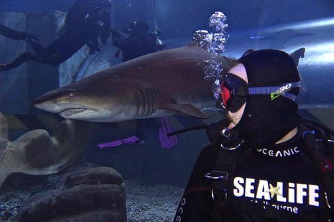 Shark Dive Experience At SEA LIFE Melbourne Aquarium - Port Augusta Accommodation 2