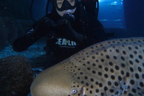 Shark Dive Experience At SEA LIFE Melbourne Aquarium - Port Augusta Accommodation 5