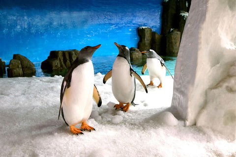 Penguin Passport At SEA LIFE Melbourne Aquarium - Port Augusta Accommodation 1