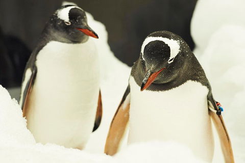 Penguin Passport At SEA LIFE Melbourne Aquarium - Port Augusta Accommodation 2