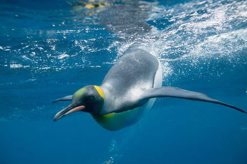 Penguin Passport At SEA LIFE Melbourne Aquarium - Port Augusta Accommodation 3