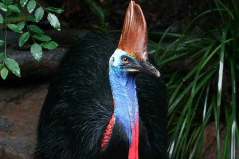 Cape Tribulation, Daintree Rainforest And Wildlife Tour - Port Augusta Accommodation 5