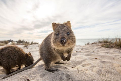Rottnest Bayseeker Bus Tour From Hillarys Boat Harbour - Port Augusta Accommodation 1