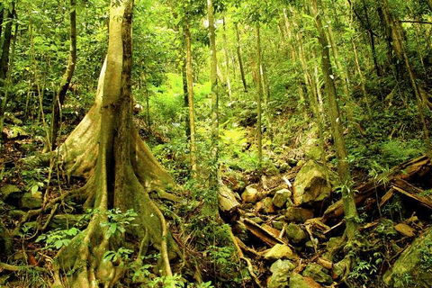 Barron Gorge And Kuranda National Park Half Day Rainforest And Waterfall 4WD Tour From Cairns - Port Augusta Accommodation 4