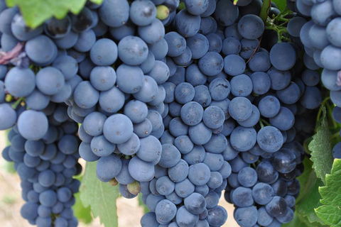 Adelaide Hills Day Tour. Winery Cellar Doors - Port Augusta Accommodation 3